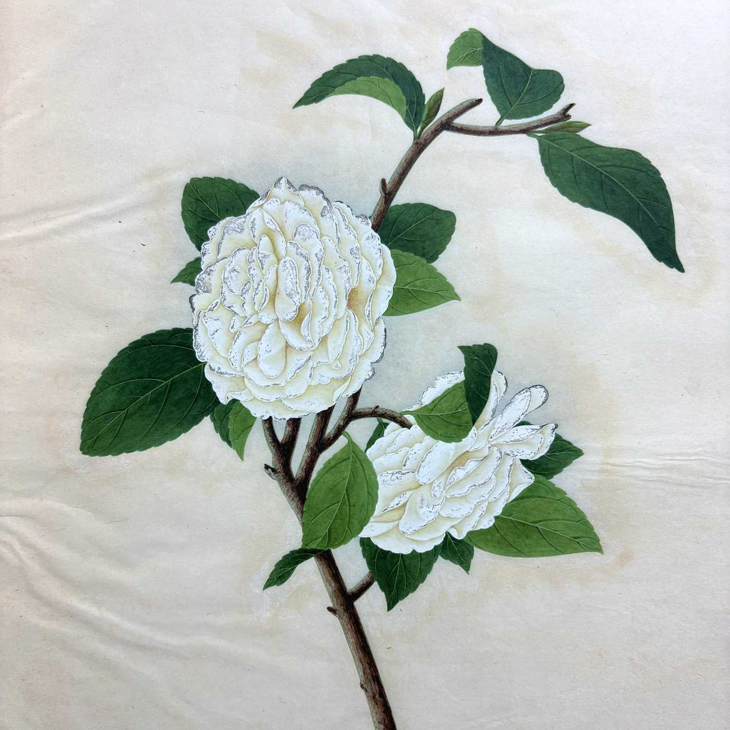 Lot 617 - Chinese Export School (19th Century) Botanical Studies