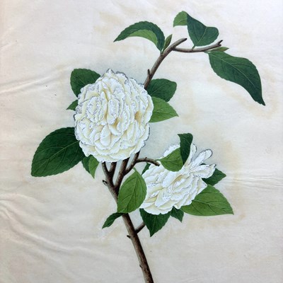 Lot 617 - Chinese Export School (19th Century) Botanical Studies