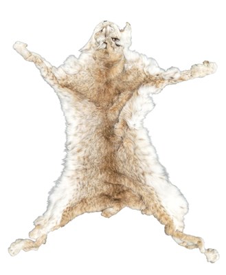 Lot 421 - A Eurasian Lynx (Lynx lynx) pelt