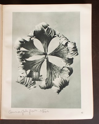Lot 434 - Blossfeldt (Professor Karl) Art Forms in Nature