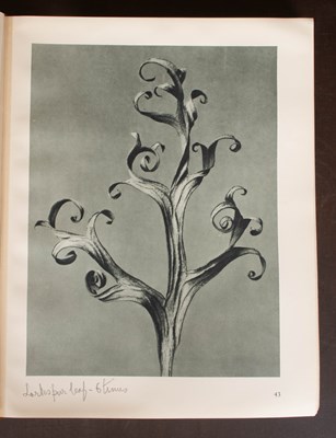 Lot 434 - Blossfeldt (Professor Karl) Art Forms in Nature