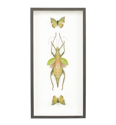 Lot 344 - A cased female Malayan Jungle Nymph