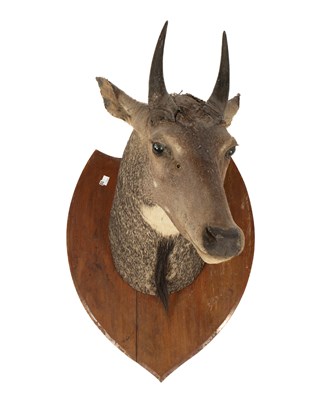 Lot 440 - A taxidermy Indian Nilgai head and shoulder mount