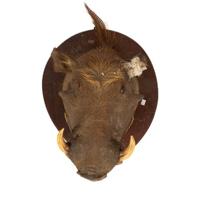Lot 441 - A taxidermy common Warthog head