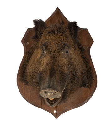 Lot 442 - A taxidermy mounted Continental Wild Boar head