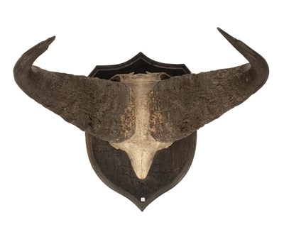 Lot 443 - A taxidermy South African Cape Buffalo top half skull and horns