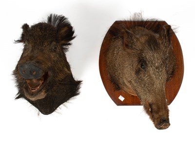 Lot 444 - Two taxidermy female Wild Boar heads