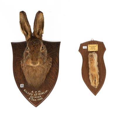 Lot 445 - A taxidermy European Brown Hare mask