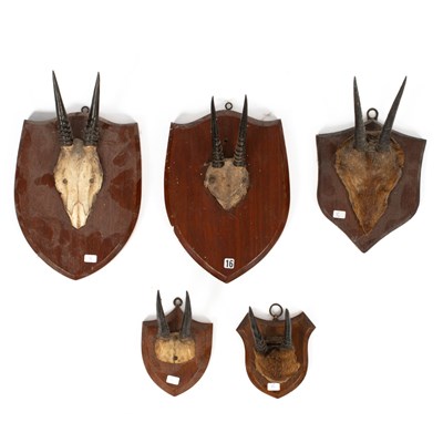 Lot 446 - Five various taxidermy species of African antelope horns and skull tops