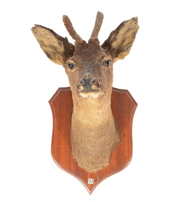 Lot 447 - A taxidermy Roe Deer Buck Head and shoulder mount