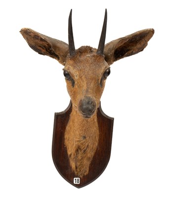 Lot 448 - A taxidermy Steenbok head and shoulder mount