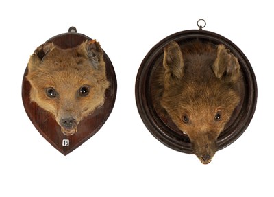 Lot 449 - A pair of late Victorian/early Edwardian taxidermy mounted Red Fox masks