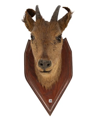 Lot 450 - A taxidermy Red Goral head and neck mount