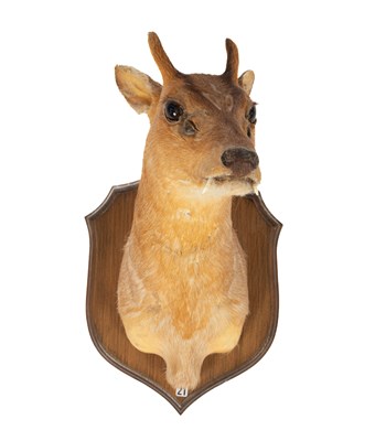 Lot 451 - A taxidermy Reeves Muntjac head and shoulder mount