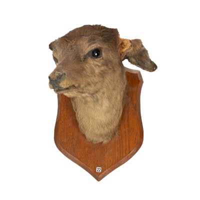 Lot 452 - A taxidermy female Red Deer hind head and neck mount