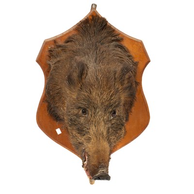 Lot 453 - A taxidermy Continental wild boar head mount