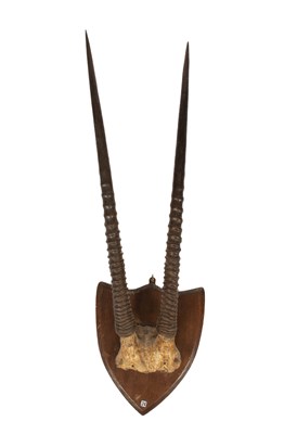 Lot 454 - A taxidermy Gemsbok horns and top of skull