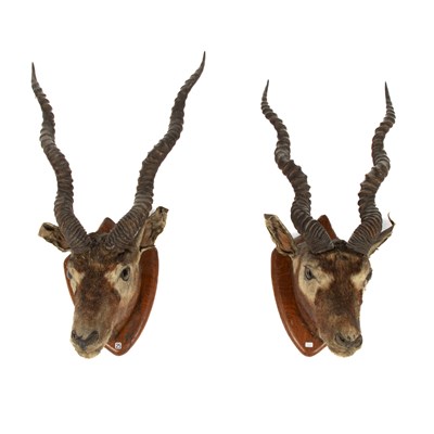 Lot 455 - A taxidermy pair of Indian Blackbuck antelope head mounts
