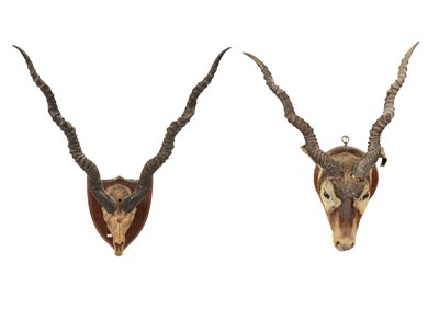 Lot 456 - A taxidermy Indian Blackbuck antelope head mount
