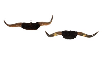 Lot 457 - A taxidermy pair of bovine wall mounted horns