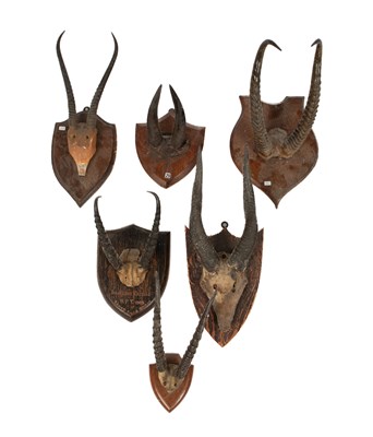 Lot 459 - Four assorted taxidermy mounted antelope horns and skull tops