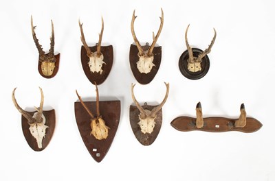 Lot 460 - Seven taxidermy roe deer antler and top of skulls