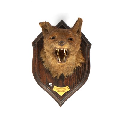 Lot 462 - A taxidermy Rowland Ward red fox mask