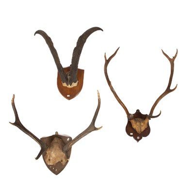 Lot 463 - A pair of taxidermy red deer stag antlers and skulls