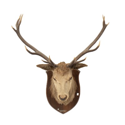 Lot 464 - A taxidermy red deer twelve pointer stag head and neck mount