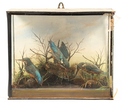 Lot 465 - A taxidermy Edwardian case of three common kingfishers