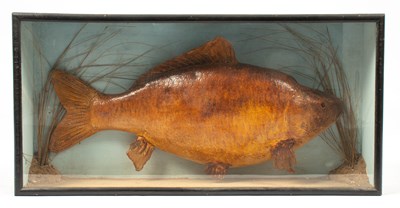 Lot 466 - A taxidermy cast plaster model of a European carp