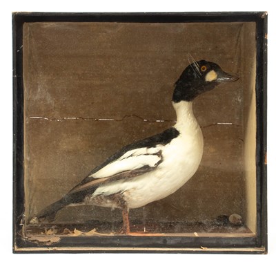 Lot 467 - A taxidermy common goldeneye duck