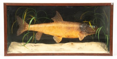 Lot 468 - A taxidermy cast model of a barbel