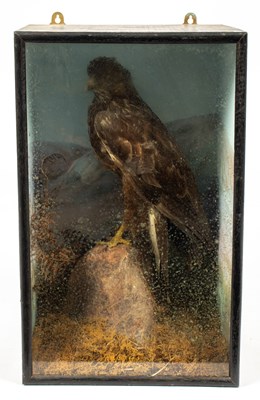 Lot 470 - A taxidermy cased common buzzard
