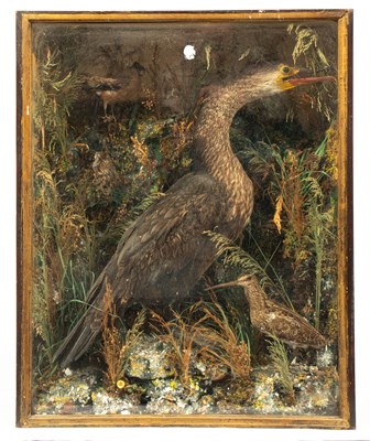 Lot 471 - A taxidermy late 19th/early 20th Century case