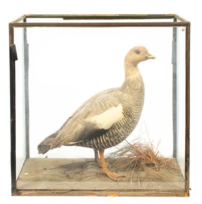 Lot 472 - A taxidermy cased female magellan goose (Chloephaga picta)