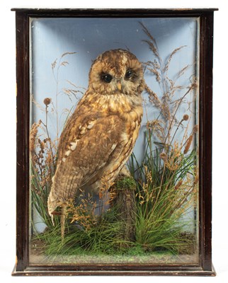 Lot 473 - A taxidermy cased tawny owl