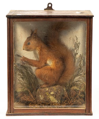 Lot 474 - A taxidermy Eurasian red squirrel