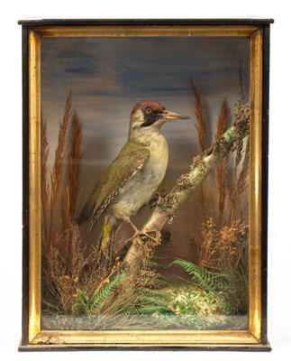 Lot 475 - A taxidermy cased European green woodpecker
