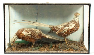 Lot 476 - A taxidermy cased pair of piebald cock pheasants