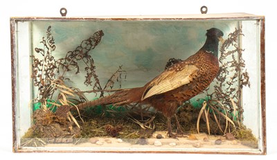 Lot 477 - A taxidermy cased ring neck pheasant