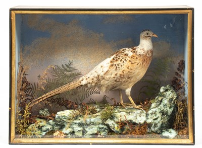 Lot 478 - A taxidermy cased piebald pheasant