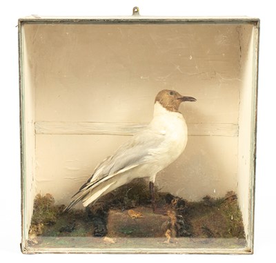 Lot 479 - A taxidermy cased black headed gull