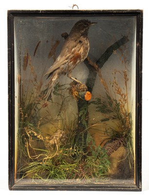 Lot 480 - A taxidermy cased Victorian song thrush