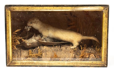 Lot 482 - A taxidermy late Victorian cased Weasel