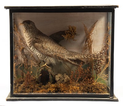 Lot 483 - A taxidermy cased Common Cuckoo