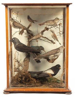 Lot 484 - A taxidermy early 20th Century Ornithological diorama