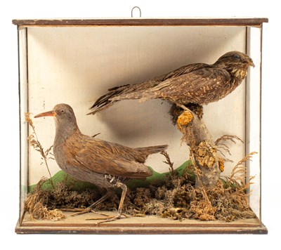 Lot 485 - A taxidermy late 19th Century/early Edwardian case