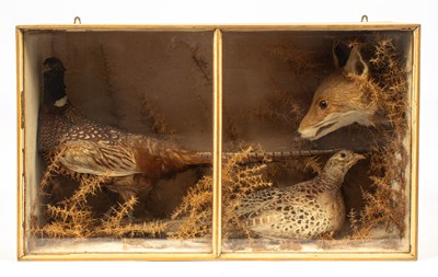 Lot 486 - A taxidermy cased brace of Pheasants
