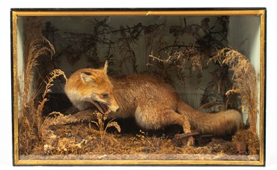 Lot 488 - A taxidermy cased Red Fox